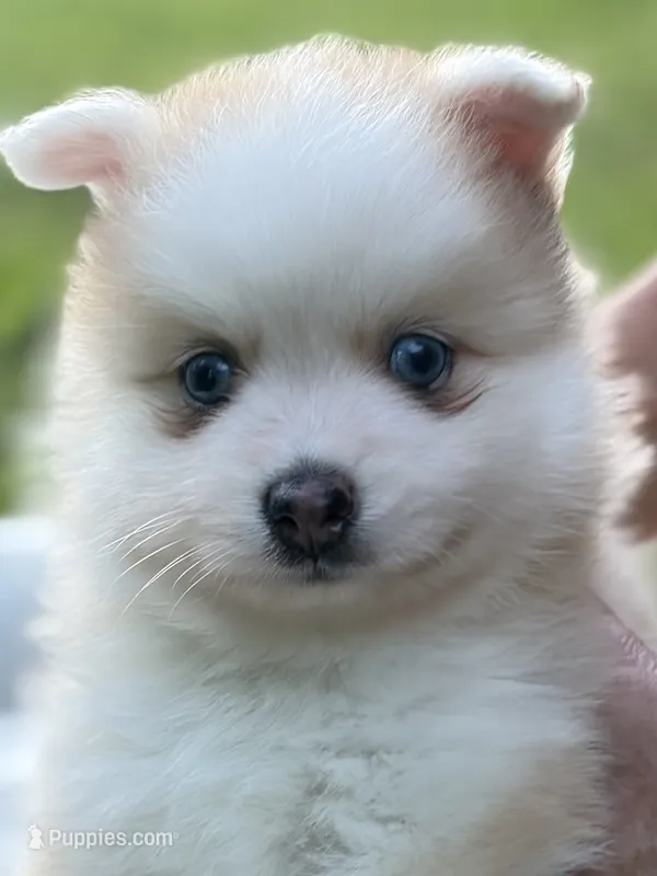 Andy – Pomsky puppy for sale in Ithaca, NY