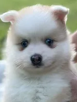 Andy, a male Pomsky for sale in Ithaca, NY – 2 of 9