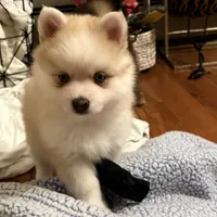 Andy, a male Pomsky for sale in Ithaca, NY – 3 of 9