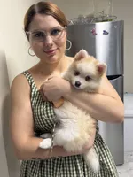 Andy, a male Pomsky for sale in Ithaca, NY – 7 of 9