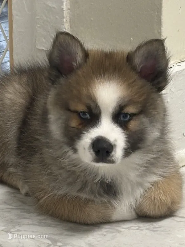 Buzz – Pomsky puppy for sale in Ithaca, NY