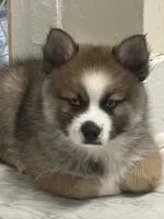 Buzz, a male Pomsky for sale in Richford, NY – 4 of 10