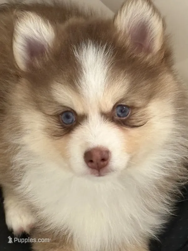 Lavender Lou-Lou – Pomsky puppy for sale in Ithaca, NY