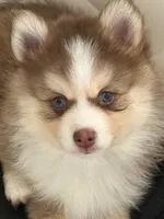 Lavender Lou-Lou, a female Pomsky for sale in Ithaca, NY – 1 of 8
