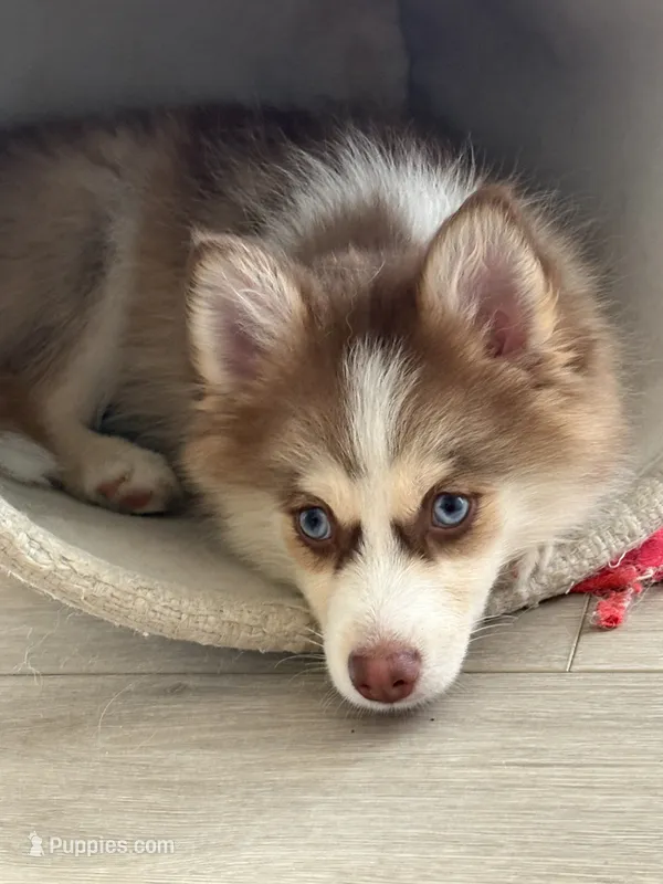 Cowgirl – Pomsky puppy for sale in Richford, NY