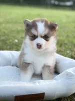 Lavender Lou-Lou, a female Pomsky for sale in Ithaca, NY – 3 of 8