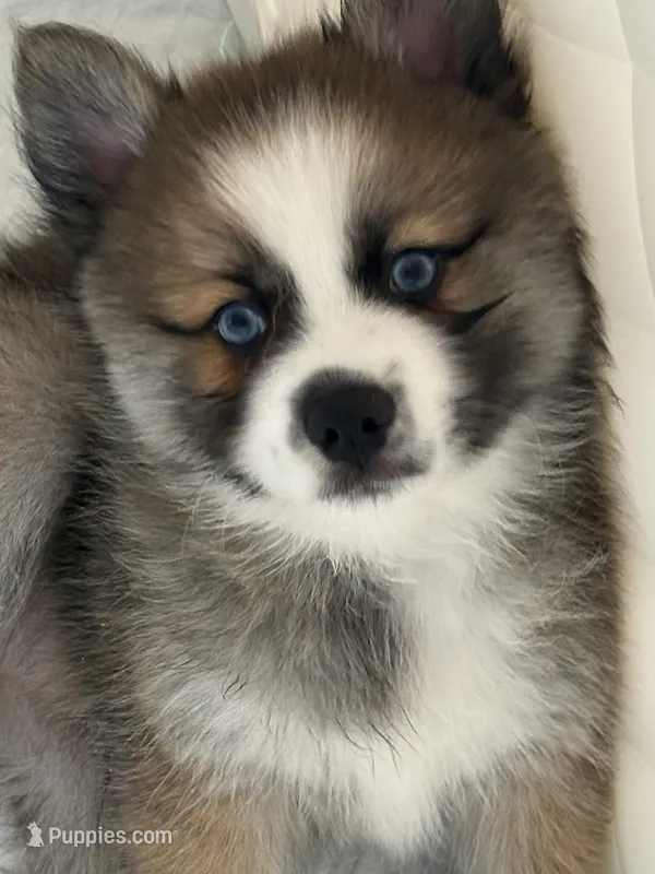 Buzz – Pomsky puppy for sale in Ithaca, NY