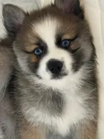 Buzz, a male Pomsky for sale in Ithaca, NY – 1 of 7