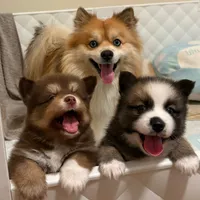 Buzz, a male Pomsky for sale in Ithaca, NY – 6 of 7