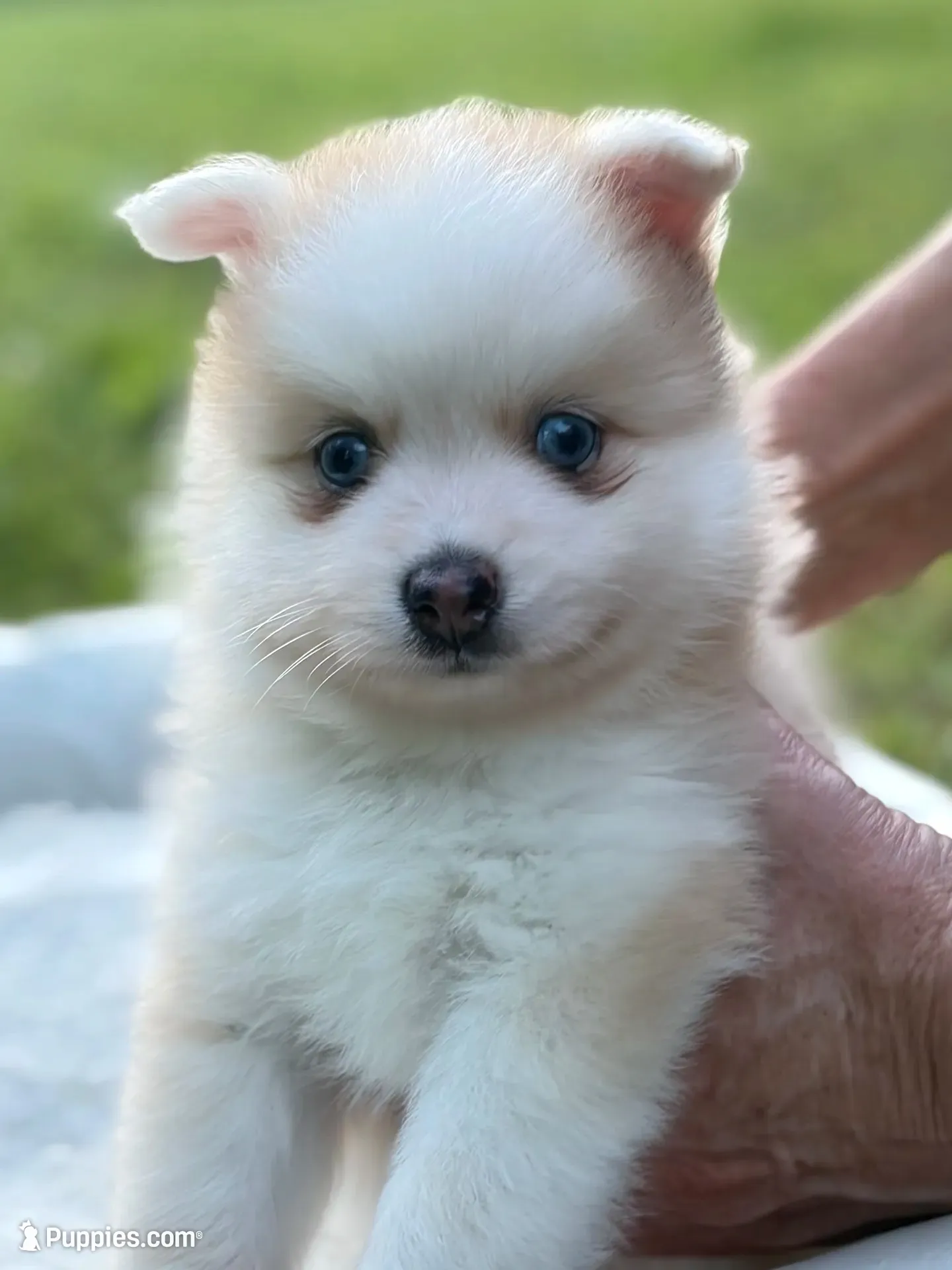 Andy, a male Pomsky for sale in Richford, NY – 7 of 10