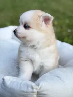 Andy, a male Pomsky for sale in Ithaca, NY – 4 of 9
