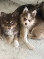 Lavender Lou-Lou, a female Pomsky for sale in Ithaca, NY – 6 of 8