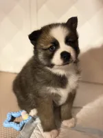Buzz, a male Pomsky for sale in Ithaca, NY – 5 of 7