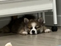 Buzz, a male Pomsky for sale in Richford, NY – 3 of 10