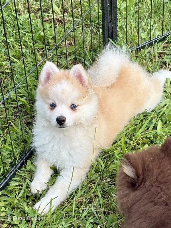 Andy – Pomsky puppy for sale in Richford, NY