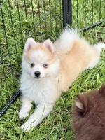 Andy, a male Pomsky for sale in Richford, NY – 3 of 10