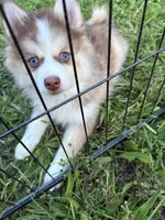 Cowgirl, a female Pomsky for sale in Richford, NY – 2 of 10