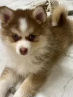 Lavender Lou-Lou, a female Pomsky for sale in Ithaca, NY – 4 of 8