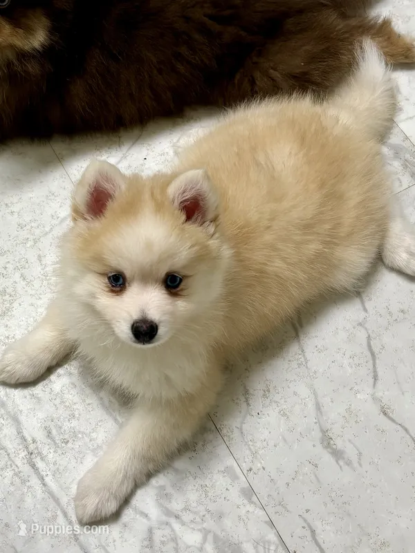 Andy – Pomsky puppy for sale in Ithaca, NY