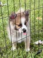 Buzz, a male Pomsky for sale in Richford, NY – 2 of 10