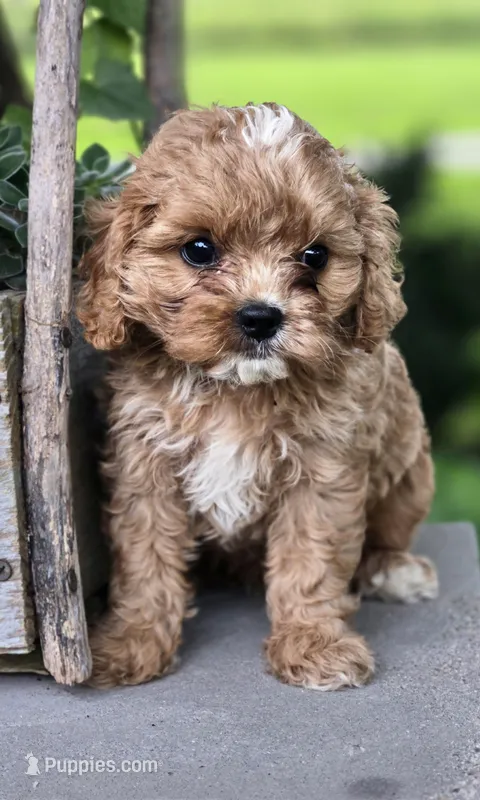Rex – Cavapoo puppy for sale in Milton, IA