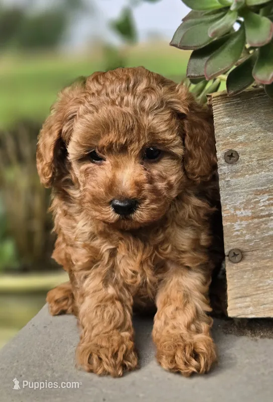 Amos – Poodle - Toy  puppy for sale in Milton, IA