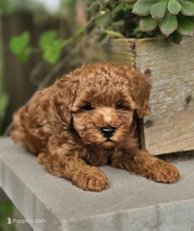 Simon – Poodle - Toy  puppy for sale in Milton, IA