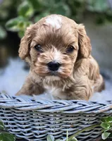 Rex, a female Cavapoo for sale in Milton, IA – 1 of 1