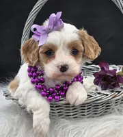 Myrtle, a female Cavapoo for sale in Milton, IA – Photo 1 of 3