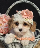 Mya, a female Cavapoo for sale in Milton, IA – Photo 1 of 4