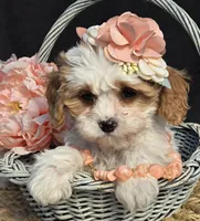 Mya, a female Cavapoo for sale in Milton, IA – Photo 2 of 4