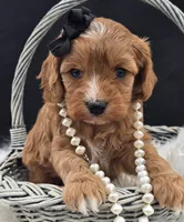 processed/0ad70d40-5e2b-4856-b23b-b9b9affa6239/listing/2ef5e7a3-a992-458d-80af-a1f525ac4b9e/6c3f7091-2633-449d-818f-a774c3195a0e