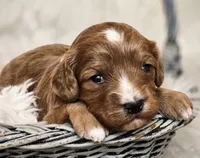 processed/0ad70d40-5e2b-4856-b23b-b9b9affa6239/listing/2ef5e7a3-a992-458d-80af-a1f525ac4b9e/d793c9ac-35f1-4f19-bf6b-dda18d15d4ac