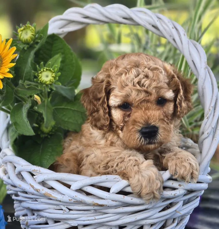 Juno – Cockapoo puppy for sale in Milton, IA