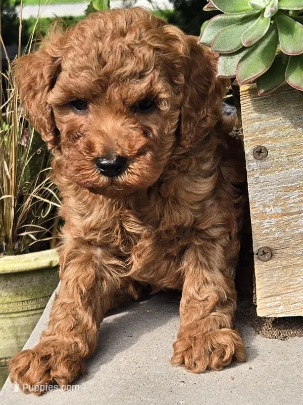Hayden – Poodle - Toy  puppy for sale in Milton, IA