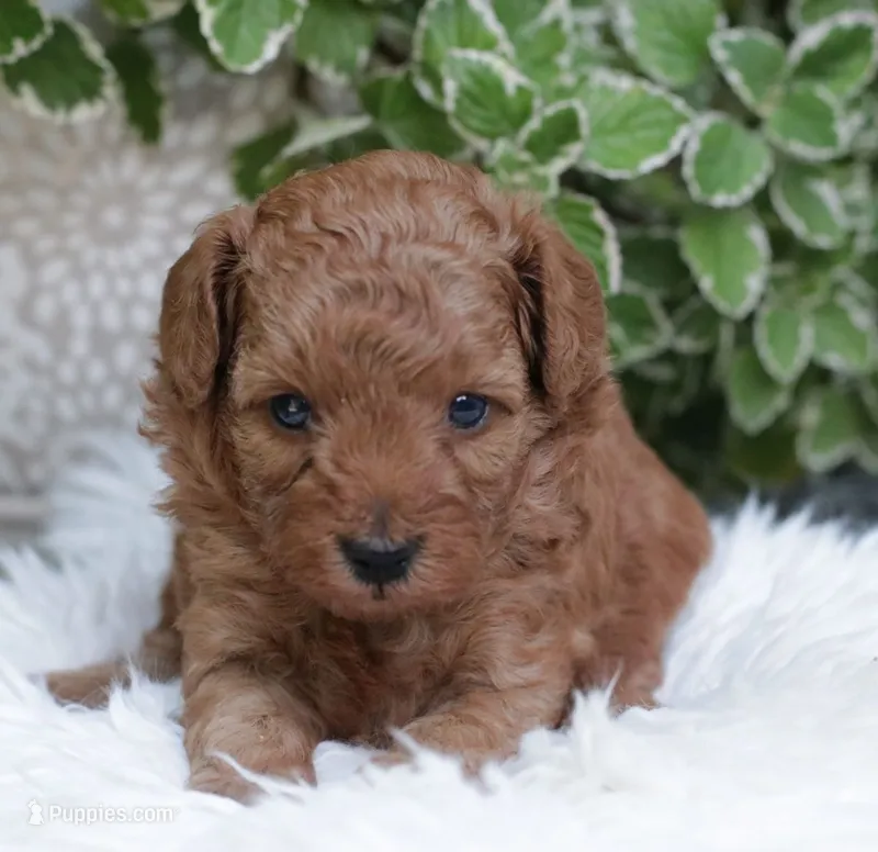 Amos – Poodle - Toy  puppy for sale in Milton, IA