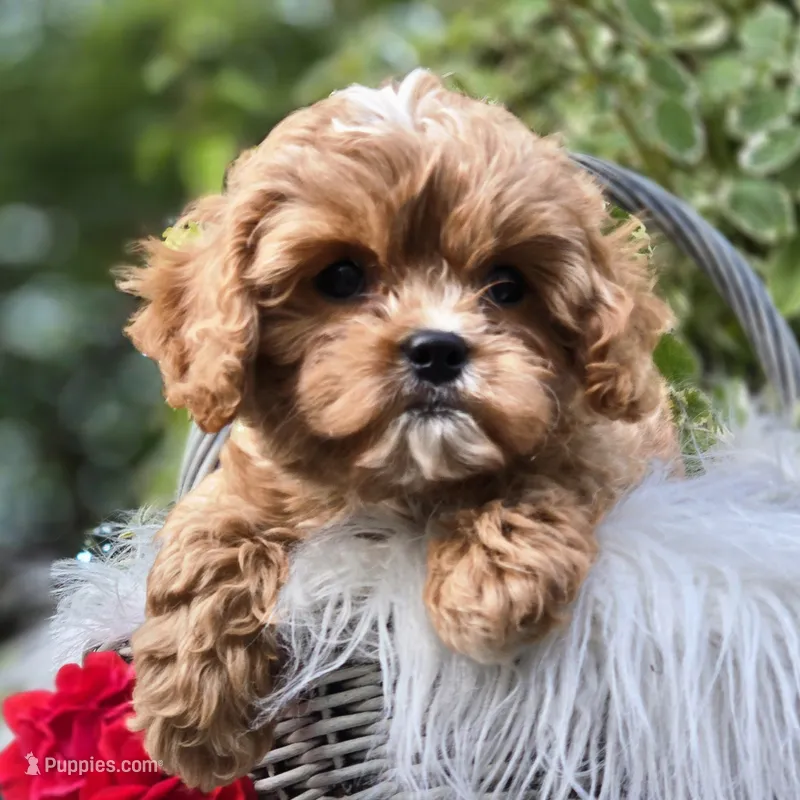 Rex – Cavapoo puppy for sale in Milton, IA