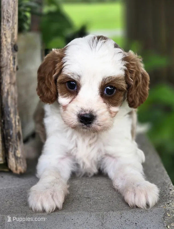 Remsy – Cavapoo puppy for sale in Milton, IA