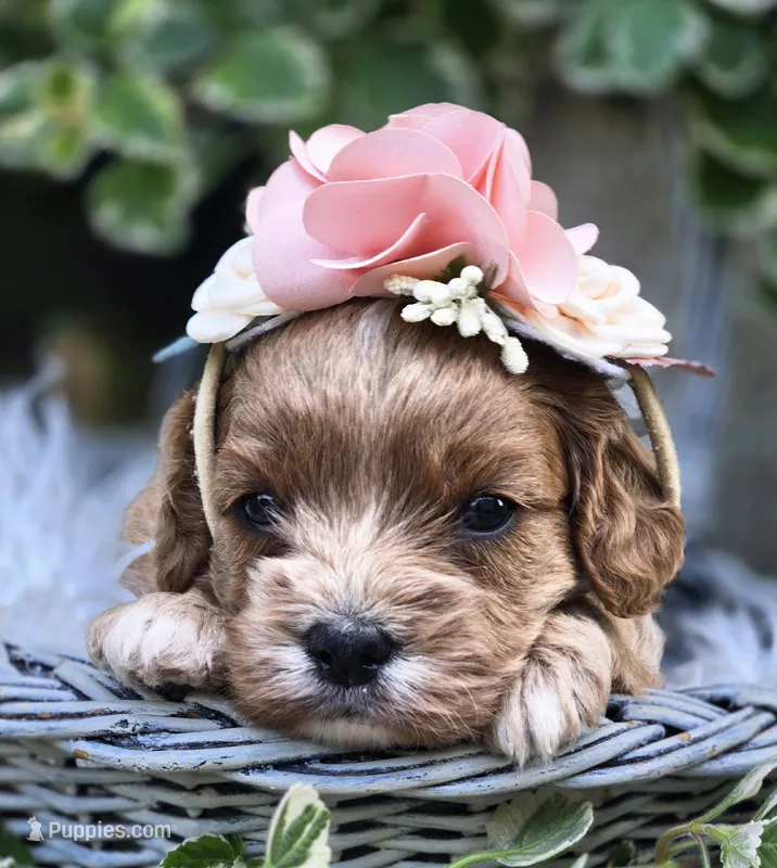Yonna – Cavapoo puppy for sale in Milton, IA
