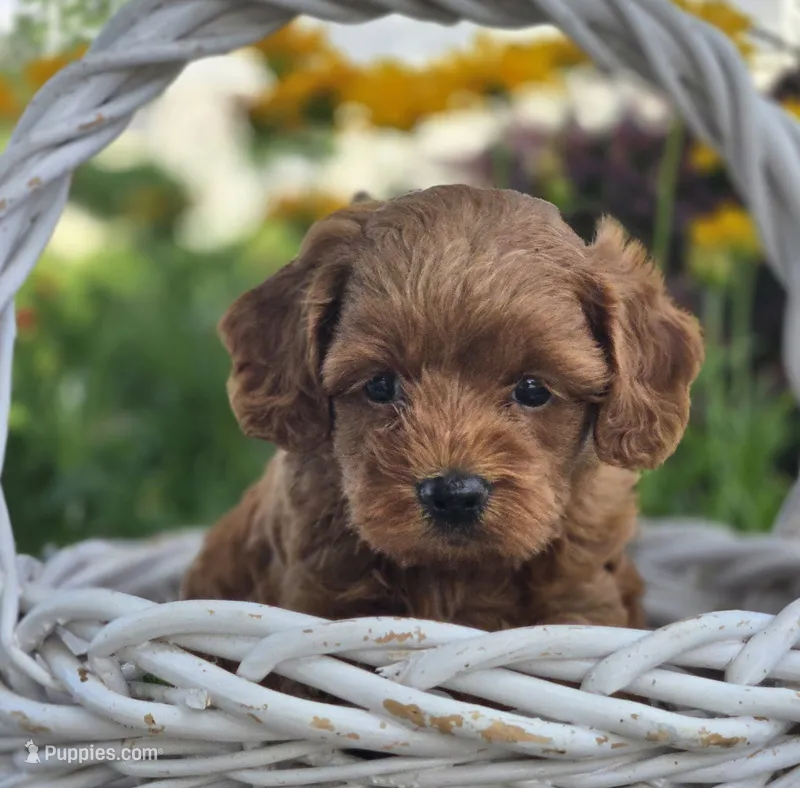 Mylo – Cockapoo puppy for sale in Milton, IA