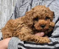 Reagan, a male Poodle - Toy  for sale in Milton, IA – Photo 1 of 2