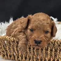 Reagan, a male Poodle - Toy  for sale in Milton, IA – Photo 2 of 2