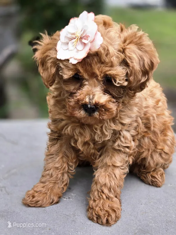 Mia – Poodle - Toy  puppy for sale in Milton, IA