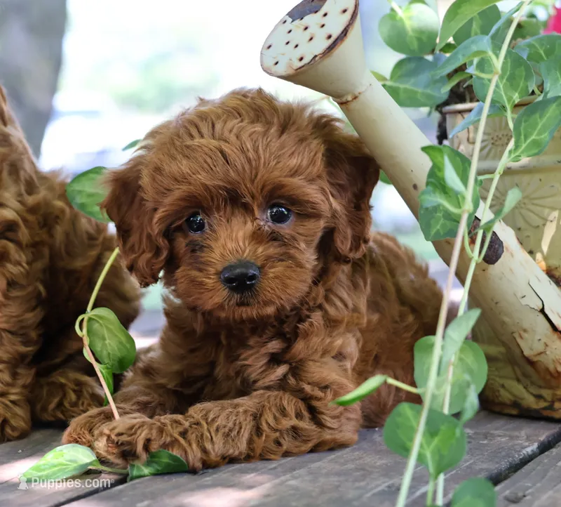 Marco – Cockapoo puppy for sale in Milton, IA