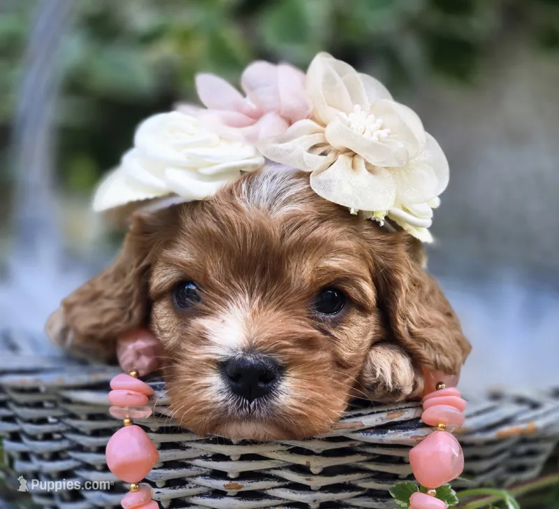Pippa – Cavapoo puppy for sale in Milton, IA
