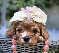 Pippa, a female Cavapoo for sale in Milton, IA – 1 of 1