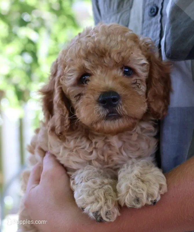 Juno – Cockapoo puppy for sale in Milton, IA