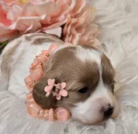 Yonna, a female Cavapoo for sale in Milton, IA – Photo 2 of 4