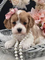 Yonna, a female Cavapoo for sale in Milton, IA – Photo 1 of 4