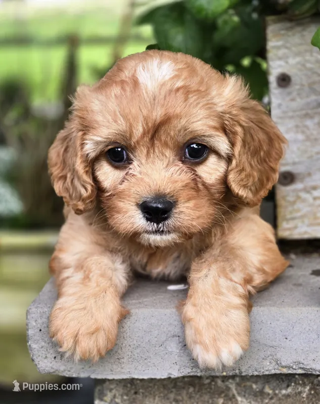 Simba – Cavapoo puppy for sale in Milton, IA